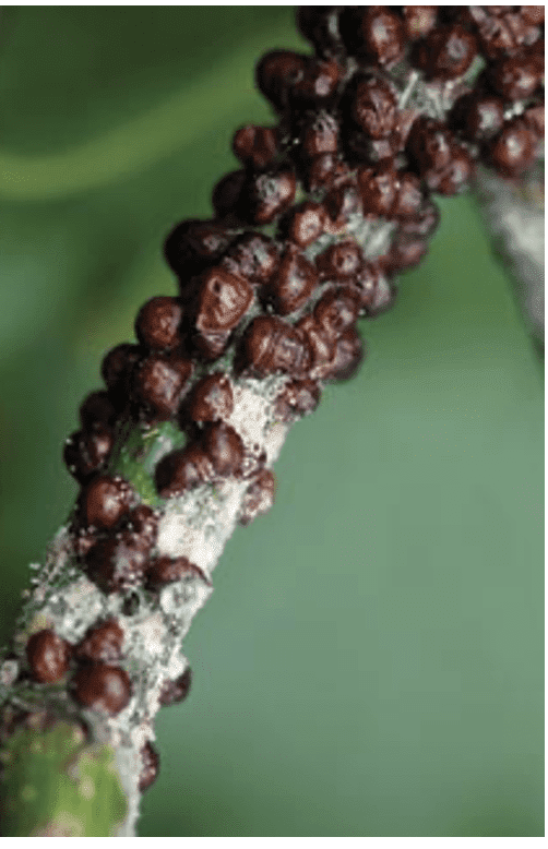 Brown insect infestation on green plant stem.